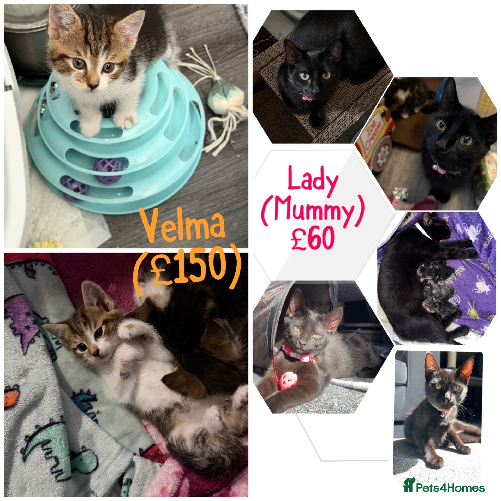 Mixed Breed cats Lady(mummy) 10monthsOld and Velma(kitten) - Advert 1