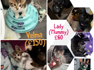 Mixed Breed cats Lady(mummy) 10monthsOld and Velma(kitten) - Advert 1