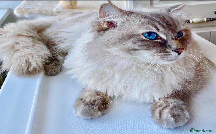 Ragdoll cats Lovely Ragdoll looking for lovely family - Advert 1