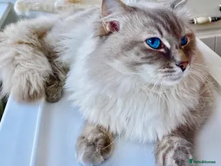 Ragdoll cats Lovely Ragdoll looking for lovely family - Advert 10