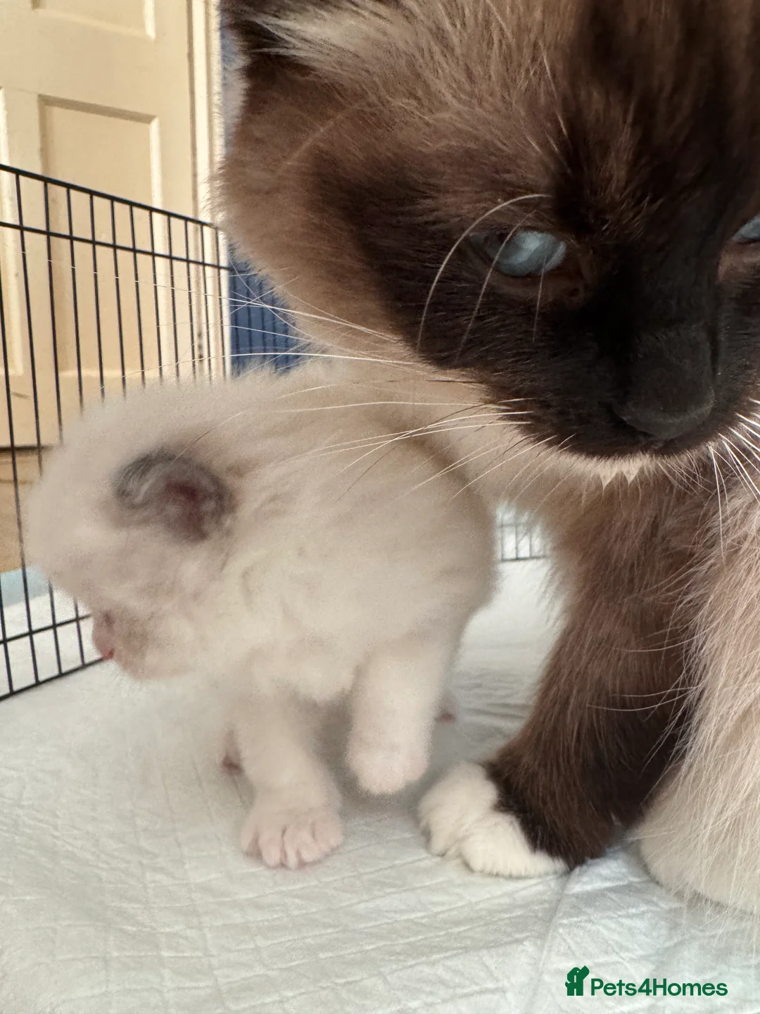 Ragdoll cats for sale: Adorable Pure Breed Ragdoll Kittens ❤️ - Advert 3