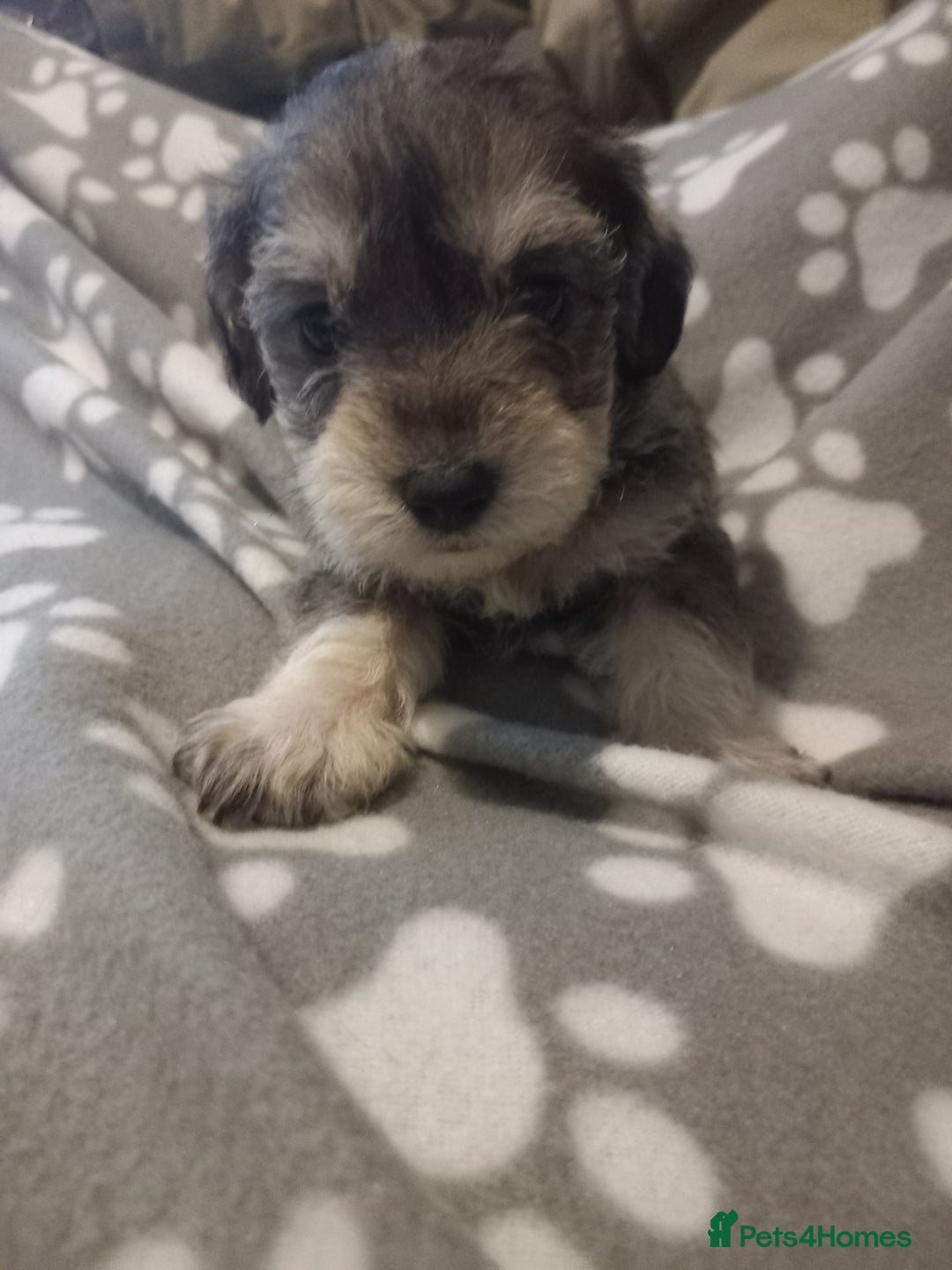 Mixed Breed dogs for sale: TOY SHNOODLES READY 21 DEC - Advert 5