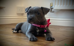 Staffordshire Bull Terrier dogs for sale: Ready for Their Forever Homes Now - Image 30