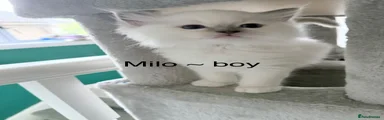 Milo