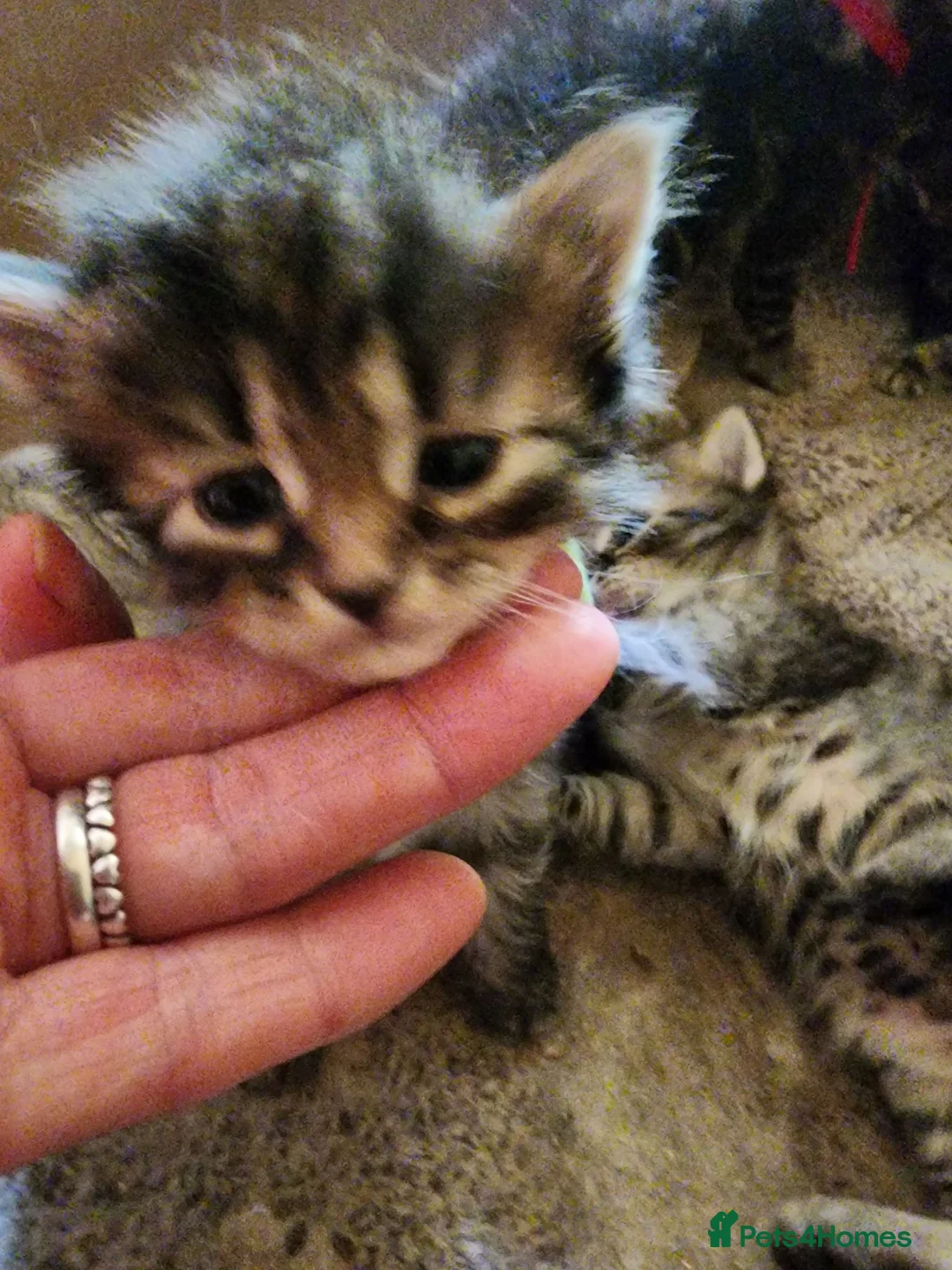 Siberian cats for sale: Traditional pure Siberian kittens, TICA reg - Advert 9