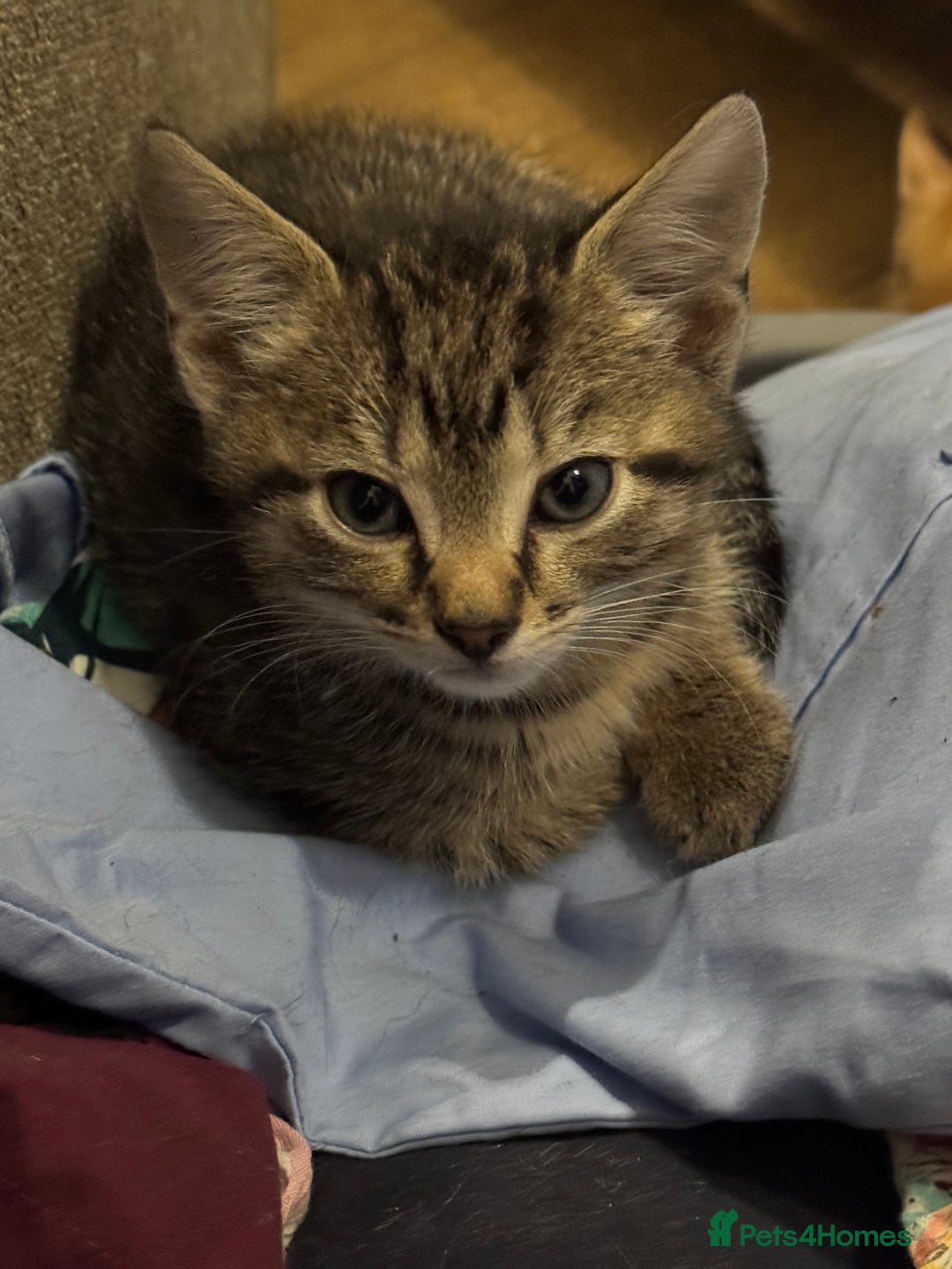 Mixed Breed cats for sale: 1 male and 1 female kittens - Advert 2