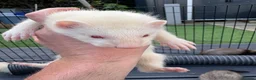 Ferret rodents for sale: Ferret kits for sale - Advert 7