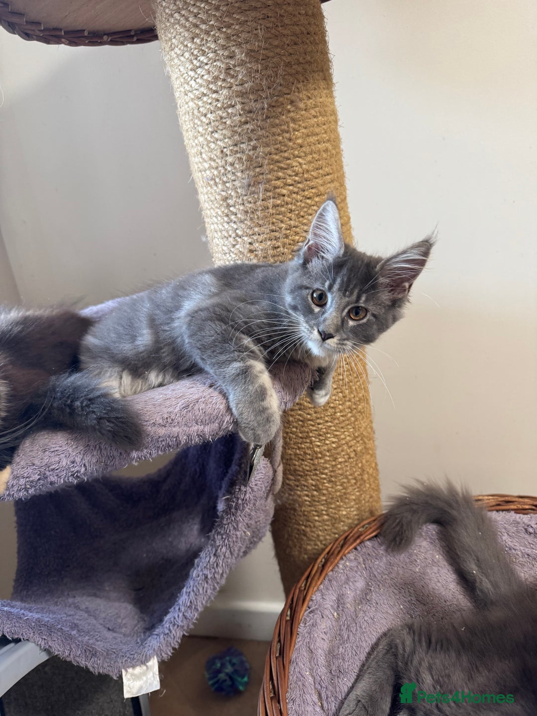 Maine Coon cats for sale: READY NOW BEAUTIFUL PEDIGREE MAINECOON KITTENS  - Image 21