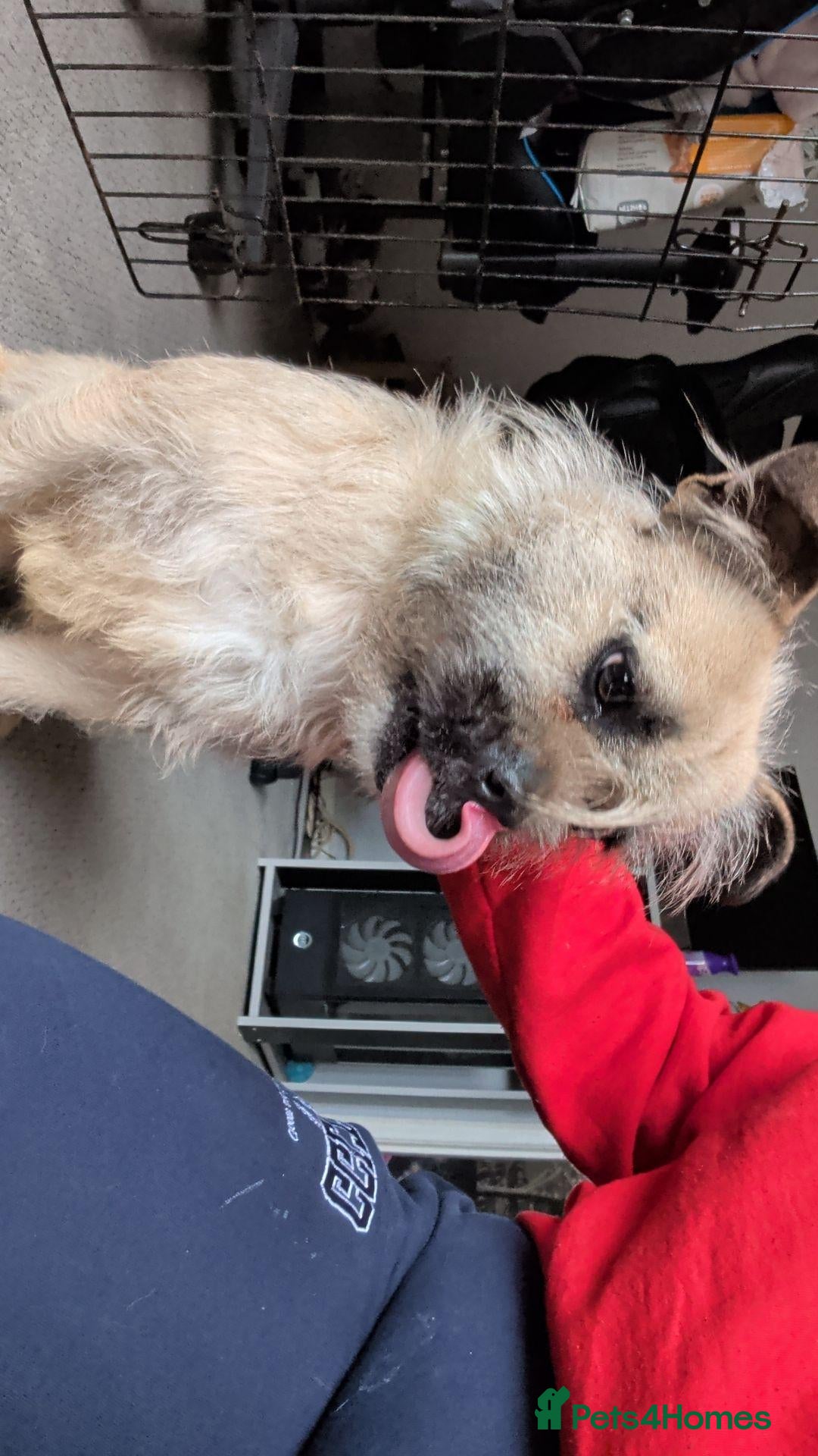 Mixed Breed dogs 1 year old male Frenchy cross - Advert 6