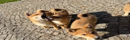Japanese Shiba Inu dogs for sale: Shiba Inu puppies parents health tested  - Advert 9