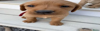 Labrador Retriever 8