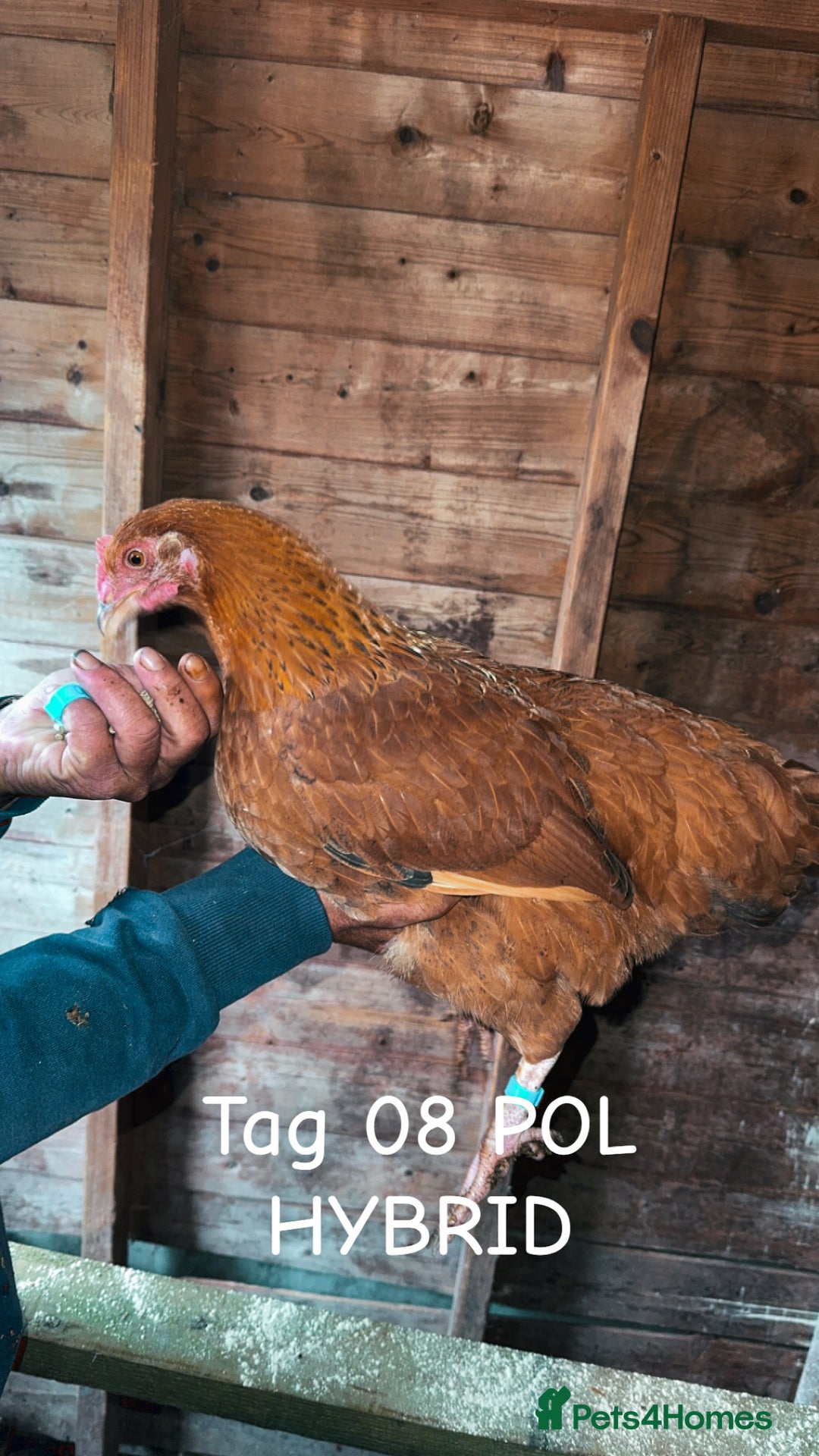 Chickens poultry for sale: Hybrid/ cross breed hens for sale - Image 9