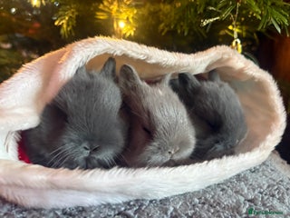 Netherland Dwarf rabbits Sweet Blue Netherland dwarf bunnies - Advert 1