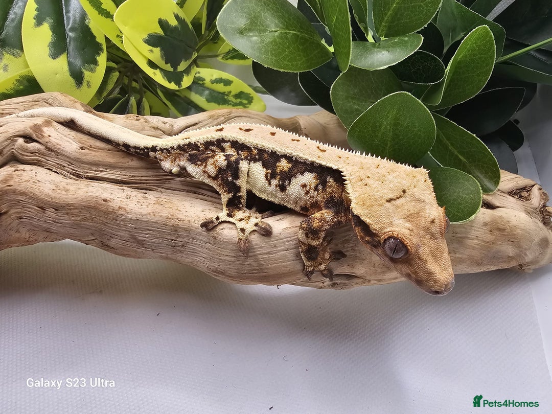 Gecko reptiles for sale: Crested Gecko adults and babies - Advert 4