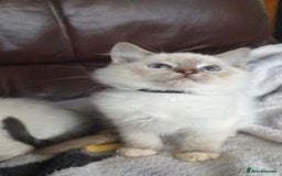 Ragdoll cats for sale: Beautiful GCCF Registered Ragdoll Kittens. - Image 29