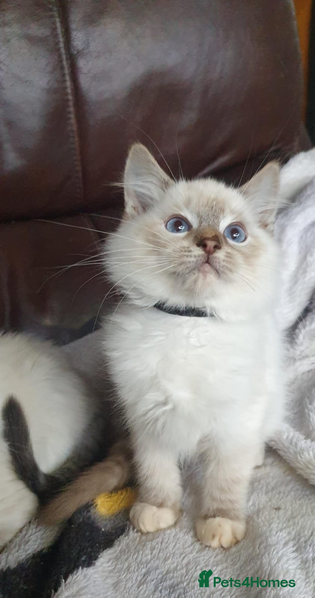 Ragdoll cats for sale: Beautiful GCCF Registered Ragdoll Kittens. - Image 29