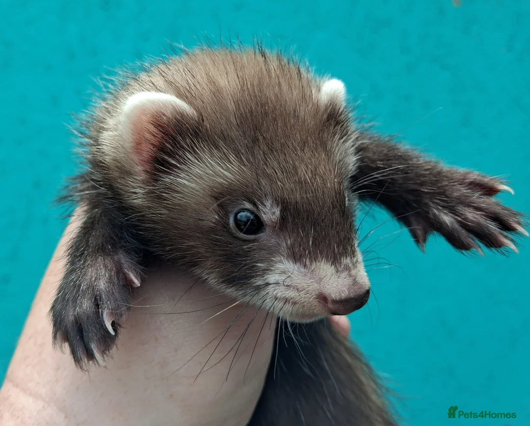 Ferret rodents for sale: Gorgeous jill 9 weeks old  - Advert 2
