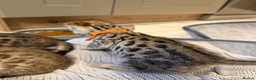 Bengal cats for sale: 🐾 Purebred Bengal Kittens for Sale 🐾 - Advert 11