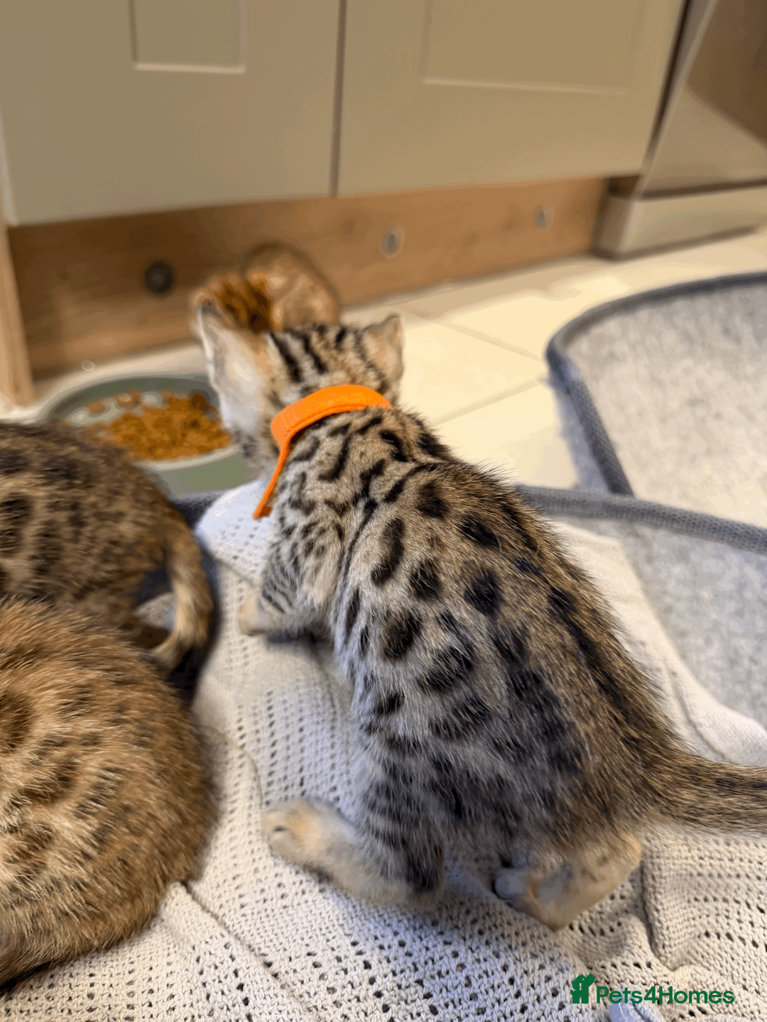 Bengal cats for sale: 🐾 Purebred Bengal Kittens for Sale 🐾 - Advert 11