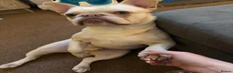 French Bulldog dogs for sale: Male French Bulldog - Polar - Advert 4