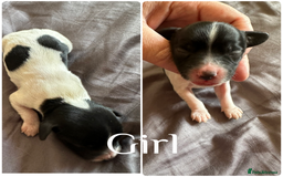 Sprocker dogs for sale: 5 beautiful little sprockers - Image 5