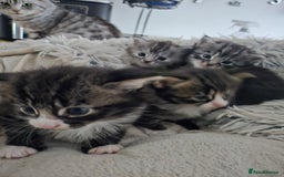 British Longhair cats for sale: Longhaired grey and black kittens, 2 ready now - Image 1