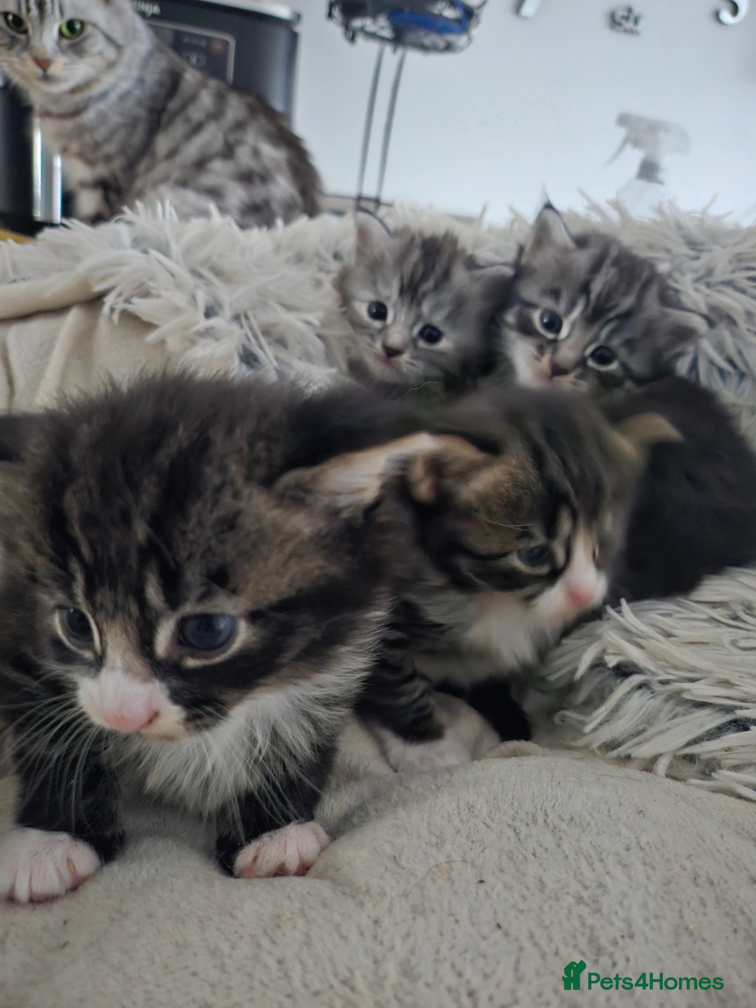 British Longhair cats for sale: Longhaired grey and black kittens, 2 ready now - Image 1
