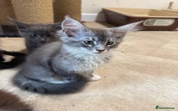 Maine Coon cats for sale: Beautiful GCCF kittens various colours - Image 19