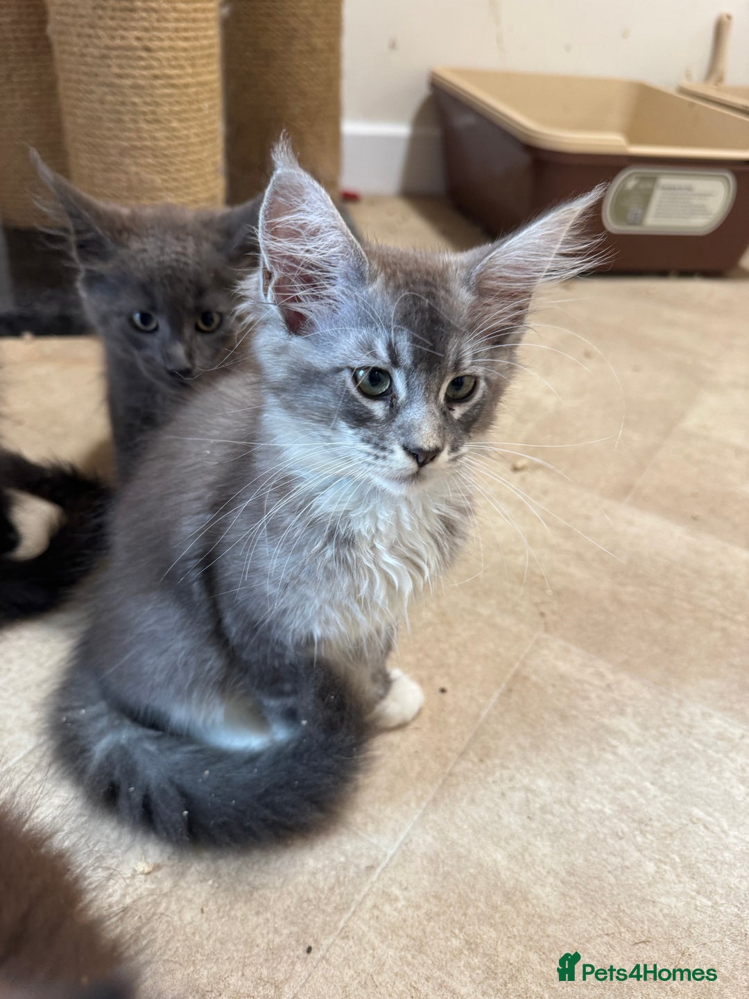 Maine Coon cats for sale: Beautiful GCCF kittens various colours - Image 19