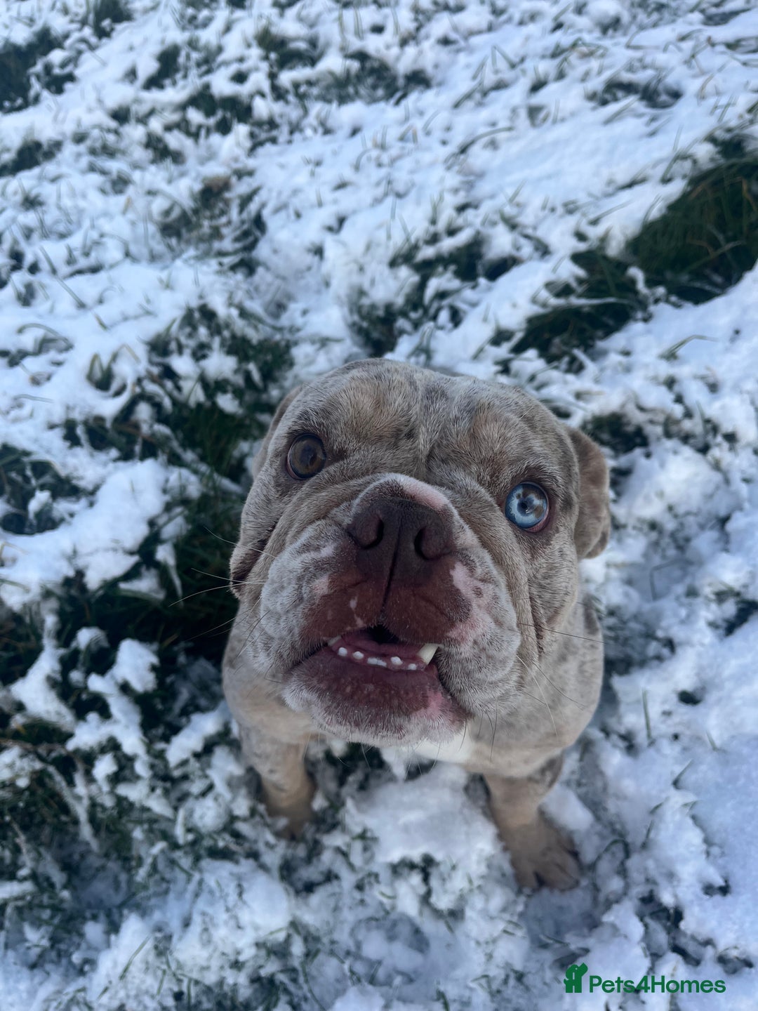 English Bulldog dogs for sale: 2 year old Lilac merle  - Advert 10