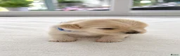 Maltese dogs for sale: Beautiful Maltese Puppies – Loving Family Homes - Advert 7