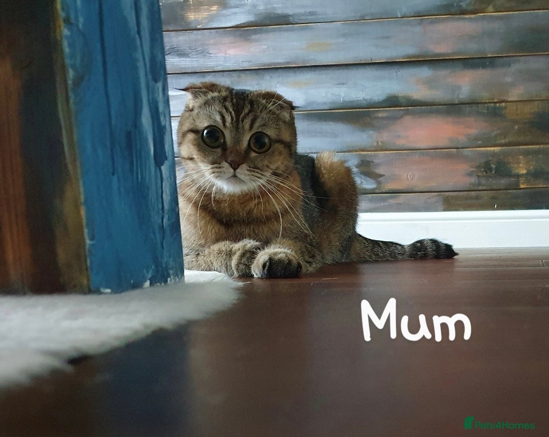 Scottish Fold cats for sale: SCOTTISH FOLD KITTENS - Advert 3