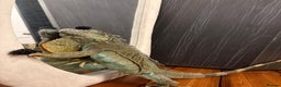 Iguana reptiles for sale: Blue Iguana - Advert 1