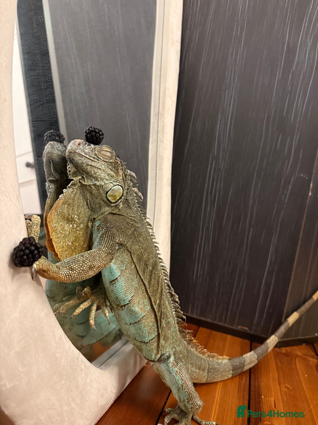 Iguana reptiles for sale: Blue Iguana - Advert 1