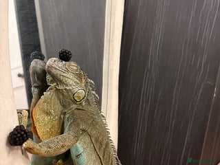 Iguana reptiles Blue Iguana - Advert 6