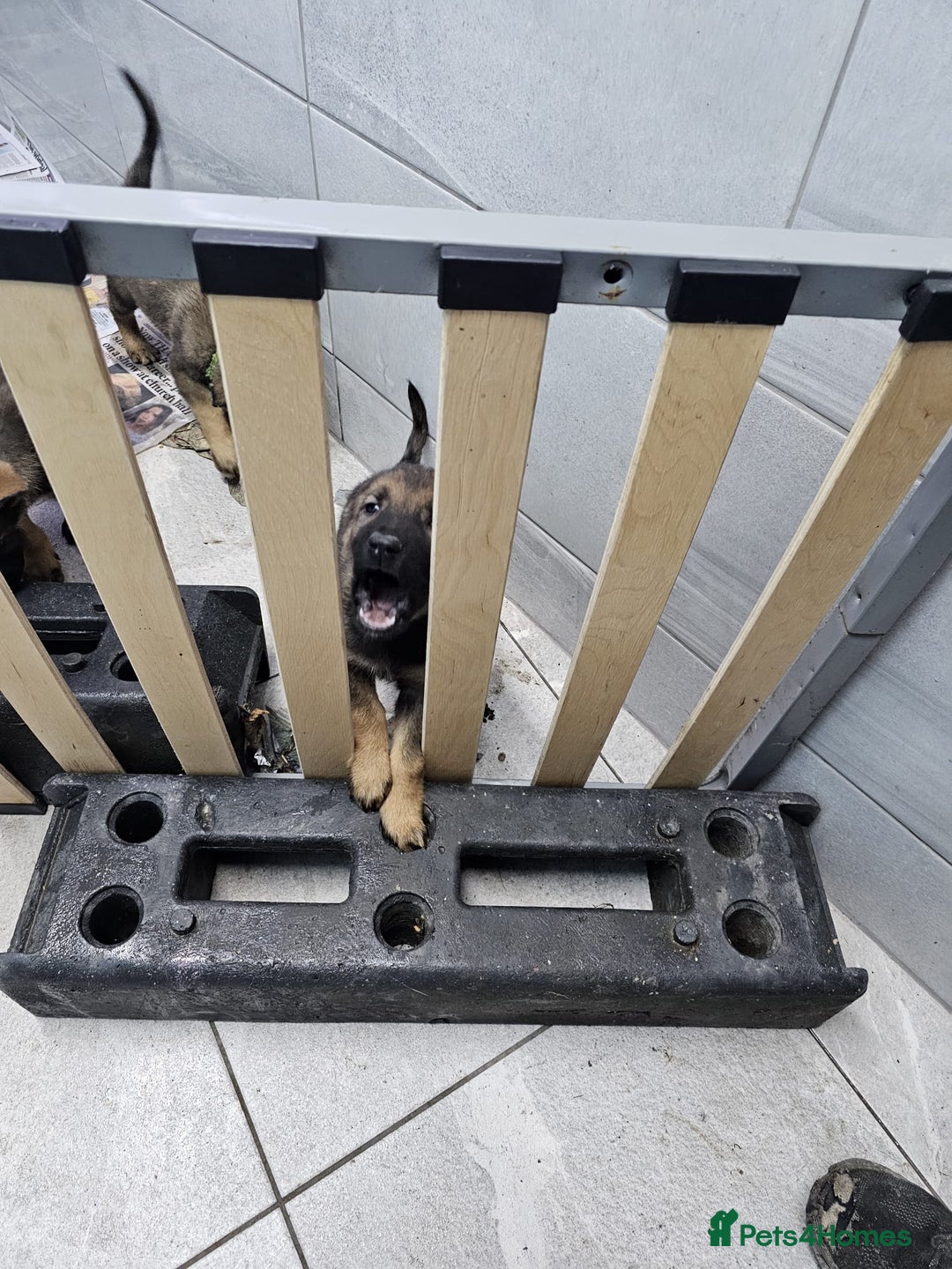 Belgian Shepherd Dog dogs for sale: Belgian malinois cross Czech Shepherd  - Advert 25
