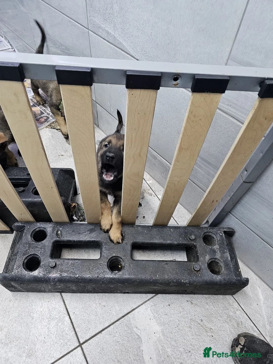 Belgian Shepherd Dog dogs for sale: Belgian malinois cross Czech Shepherd  - Advert 24