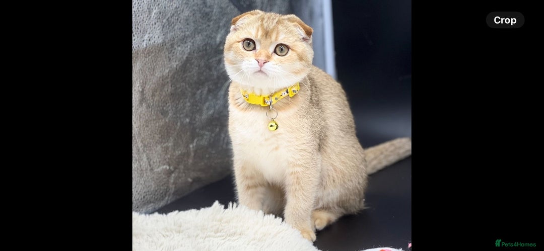 Scottish Fold cats for sale: Scottish Fold Kittens with TICA Registration - Advert 20
