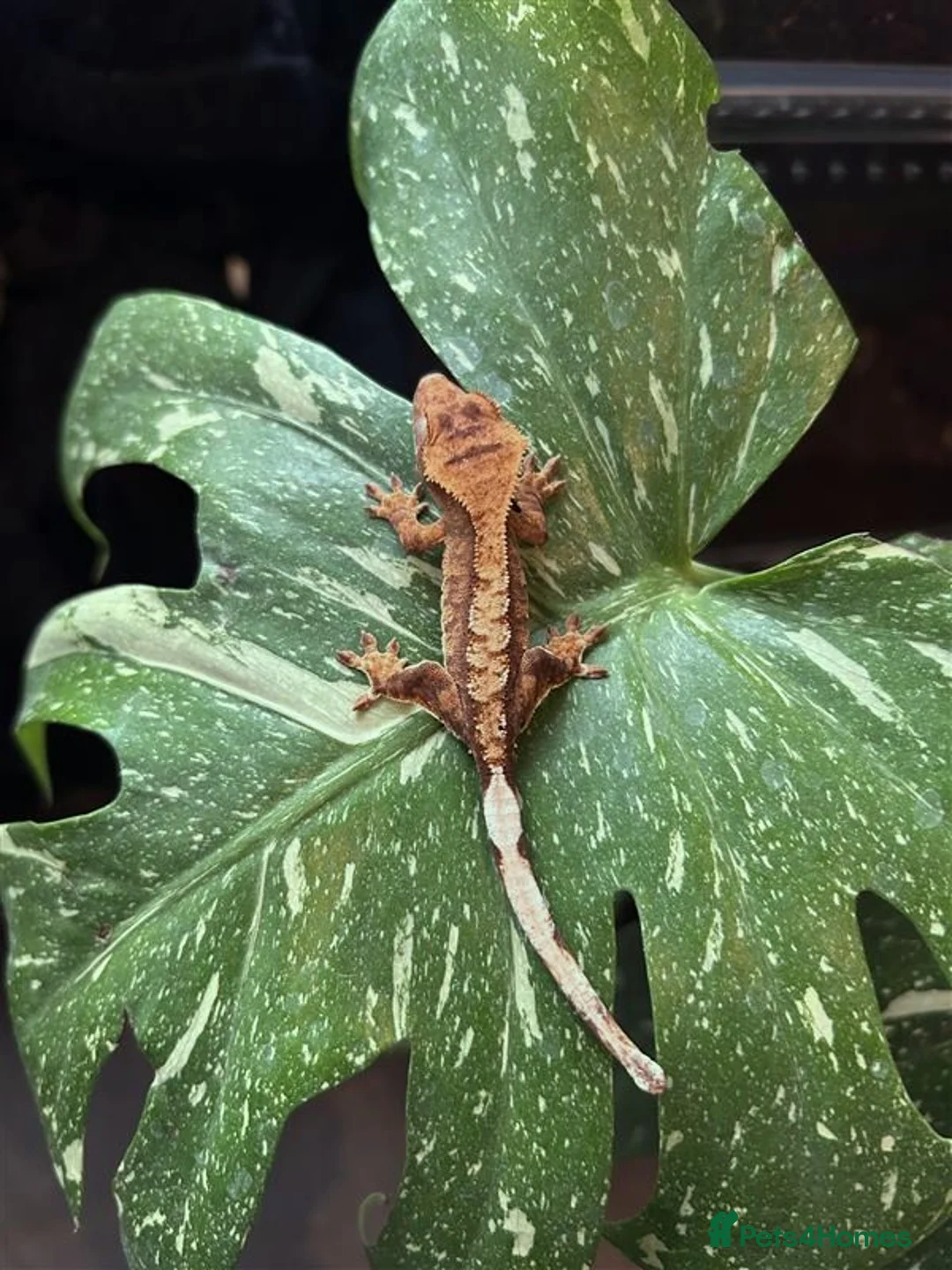 Gecko reptiles for sale: Crested Geckos For Sale 🦎 - Advert 2