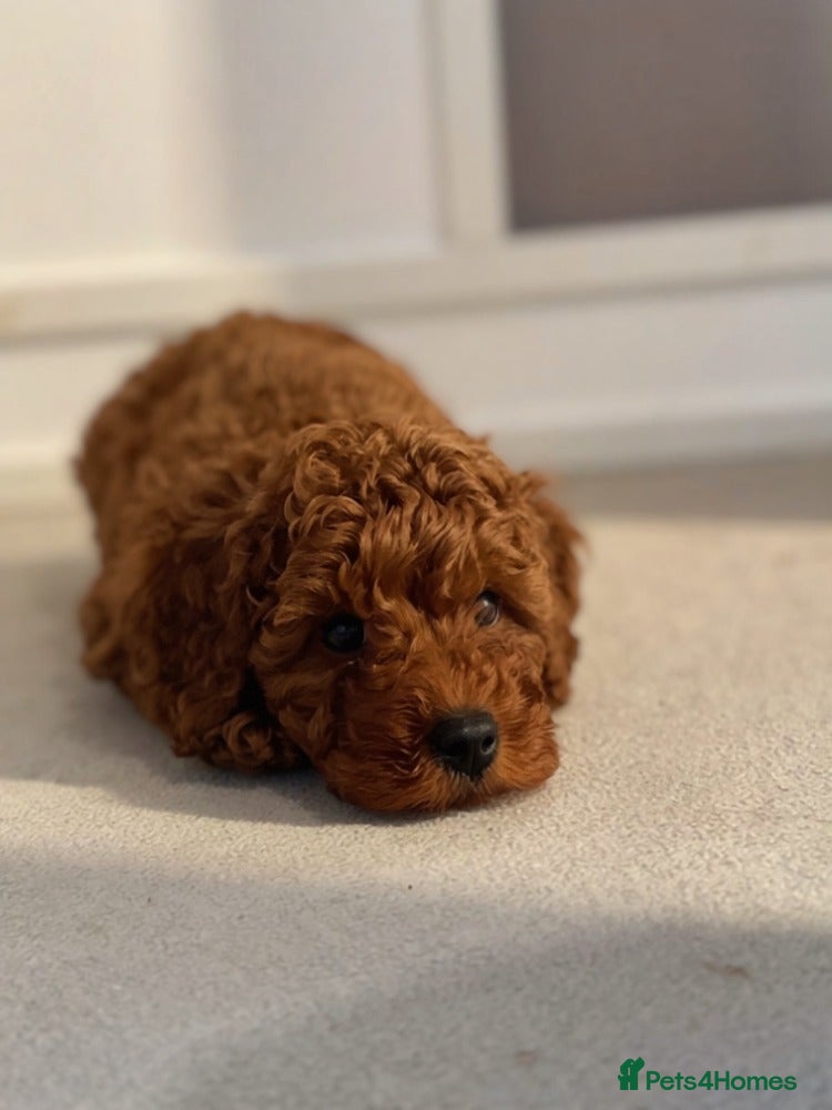 Cavapoo dogs PREMIUM TEDDY TOY CAVAPOOS READY FOR FOREVER HOMES - Advert 2