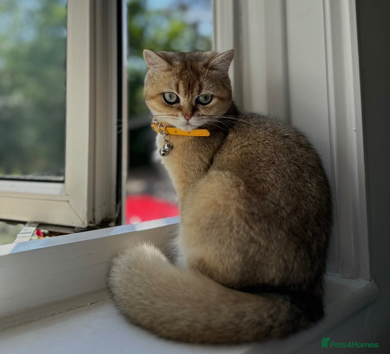 British Shorthair cats Stunning NY11 Black Golden Shaded British  - Advert 7