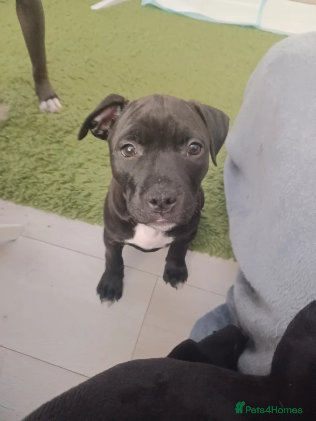 Staffordshire Bull Terrier dogs for sale: 10 week old puppy female staffy - Advert 1