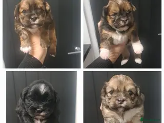 Lhasa Apso dogs Gorgeous Lhasa apso pups 🐶 😍 - Advert 1