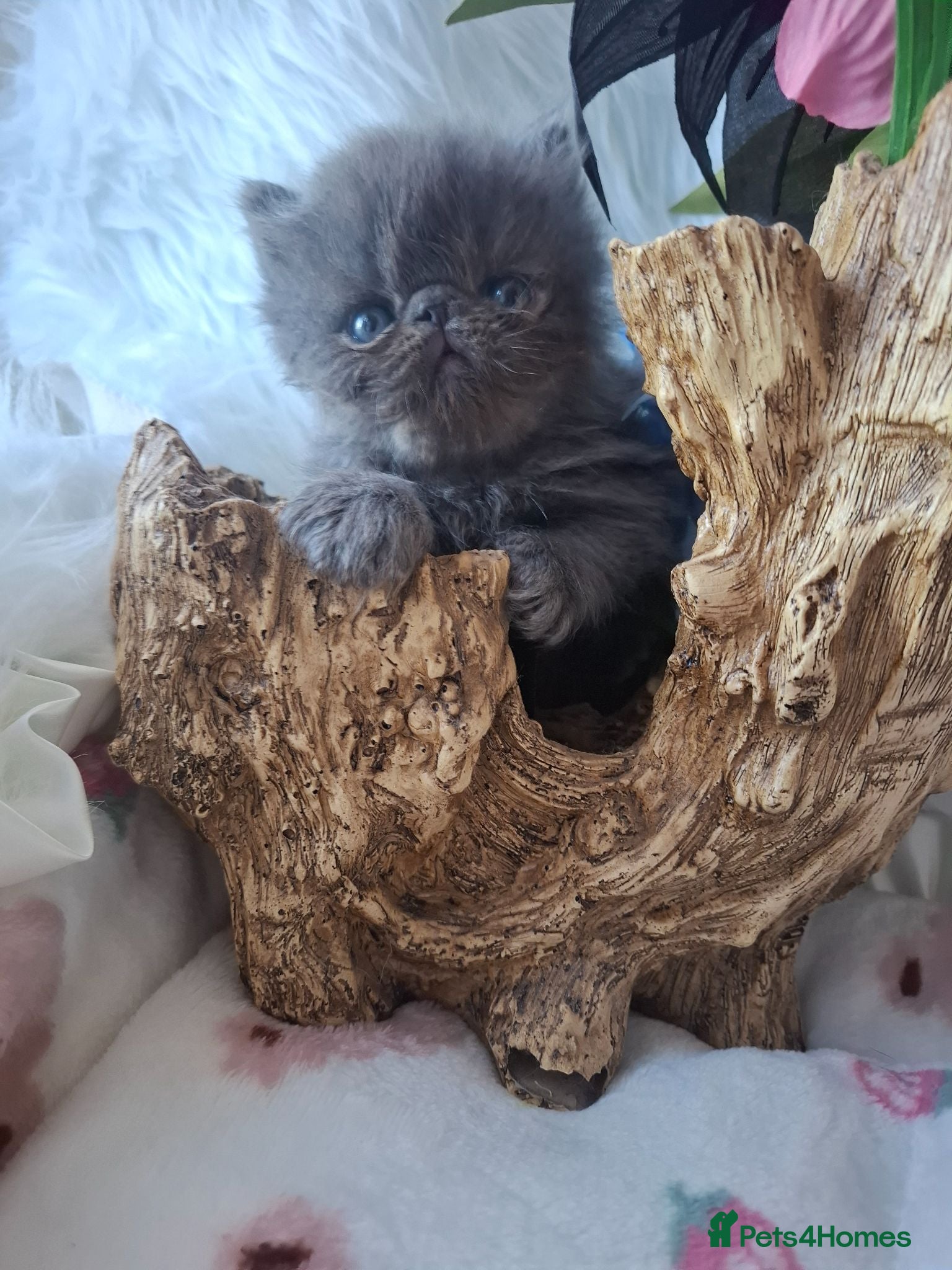 Persian cats Blue Persian Kittens  - Advert 3