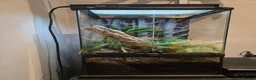 Gecko reptiles for sale: Red Stripe Gargoyle Gecko Setup - Advert 3