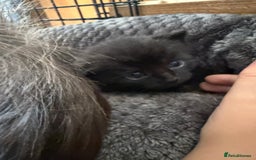 Mixed Breed cats for sale: 2 Beautiful Black/Brown Tabby Kittens - Image 16