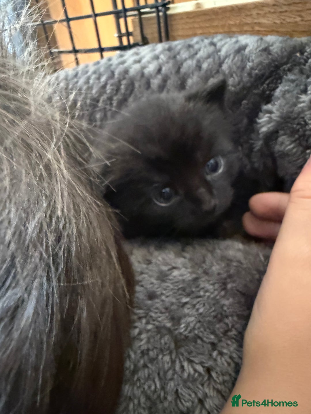 Mixed Breed cats for sale: 2 Beautiful Black/Brown Tabby Kittens - Image 16