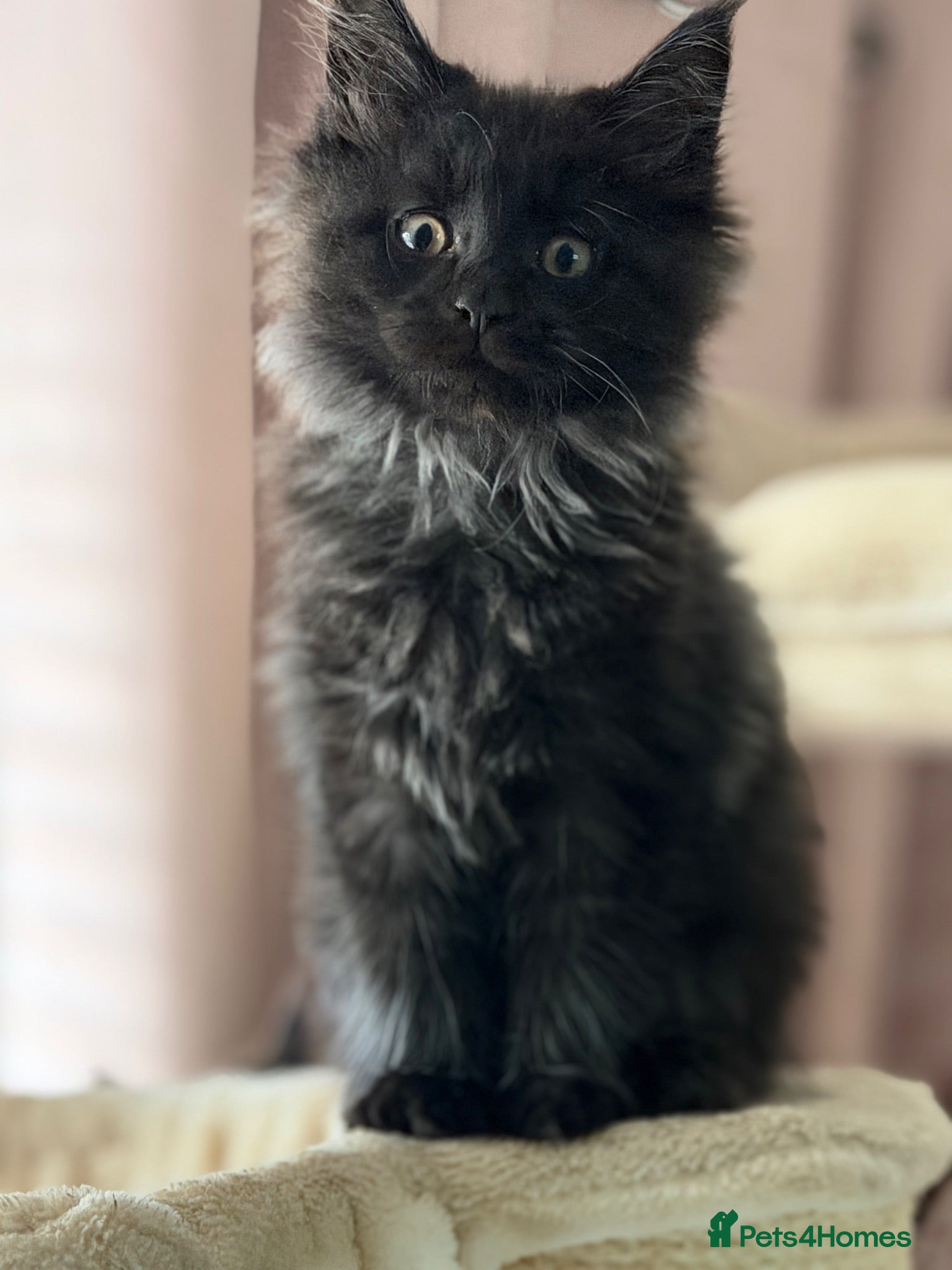 Maine Coon cats Tica registered black smoked male Maine coon - Advert 2
