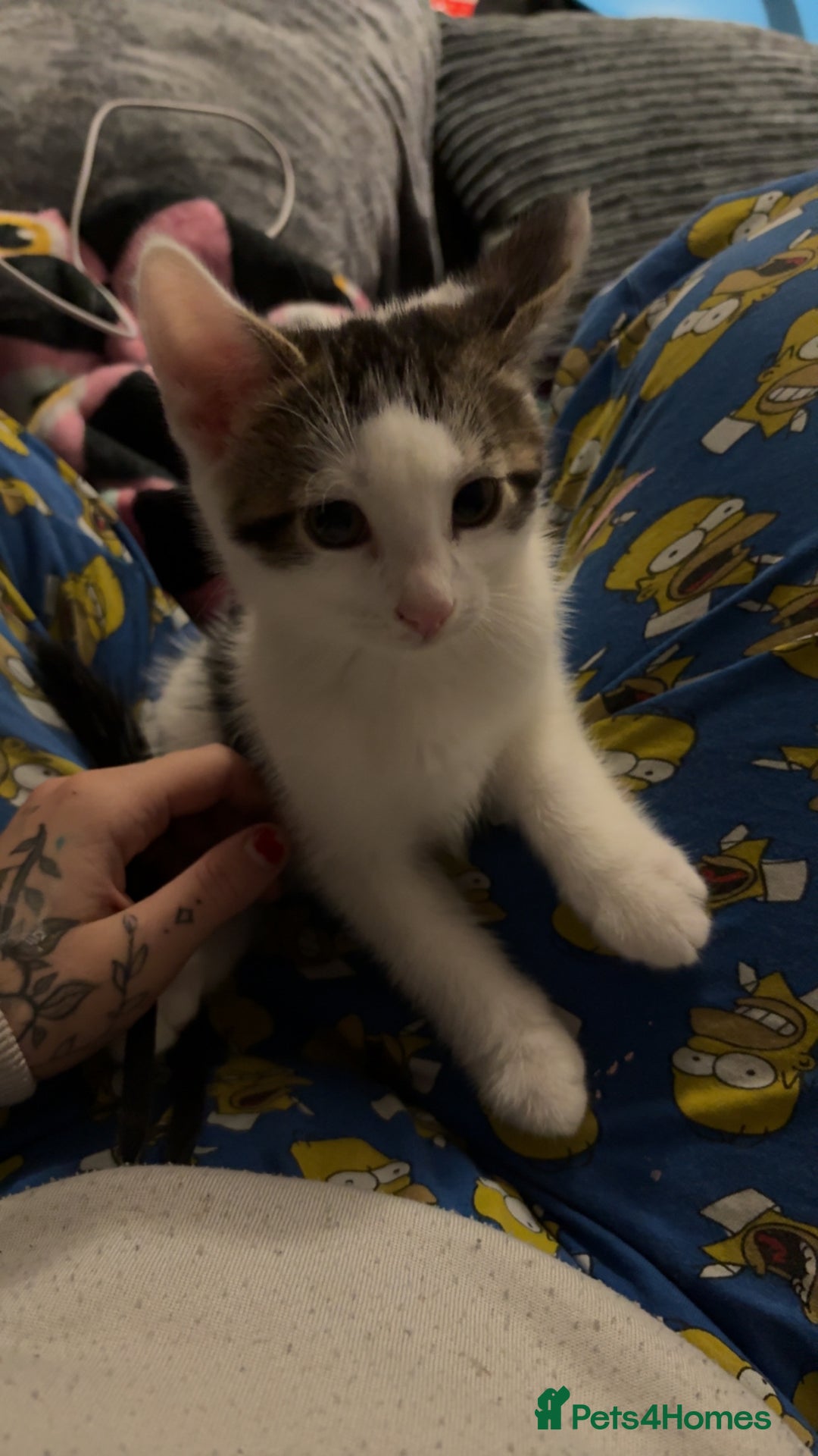 Mixed Breed cats for sale: 2 male kittens for sale - Image 7