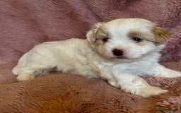 Cavapoo dogs for sale: F1b cavapoo puppies  - Advert 7